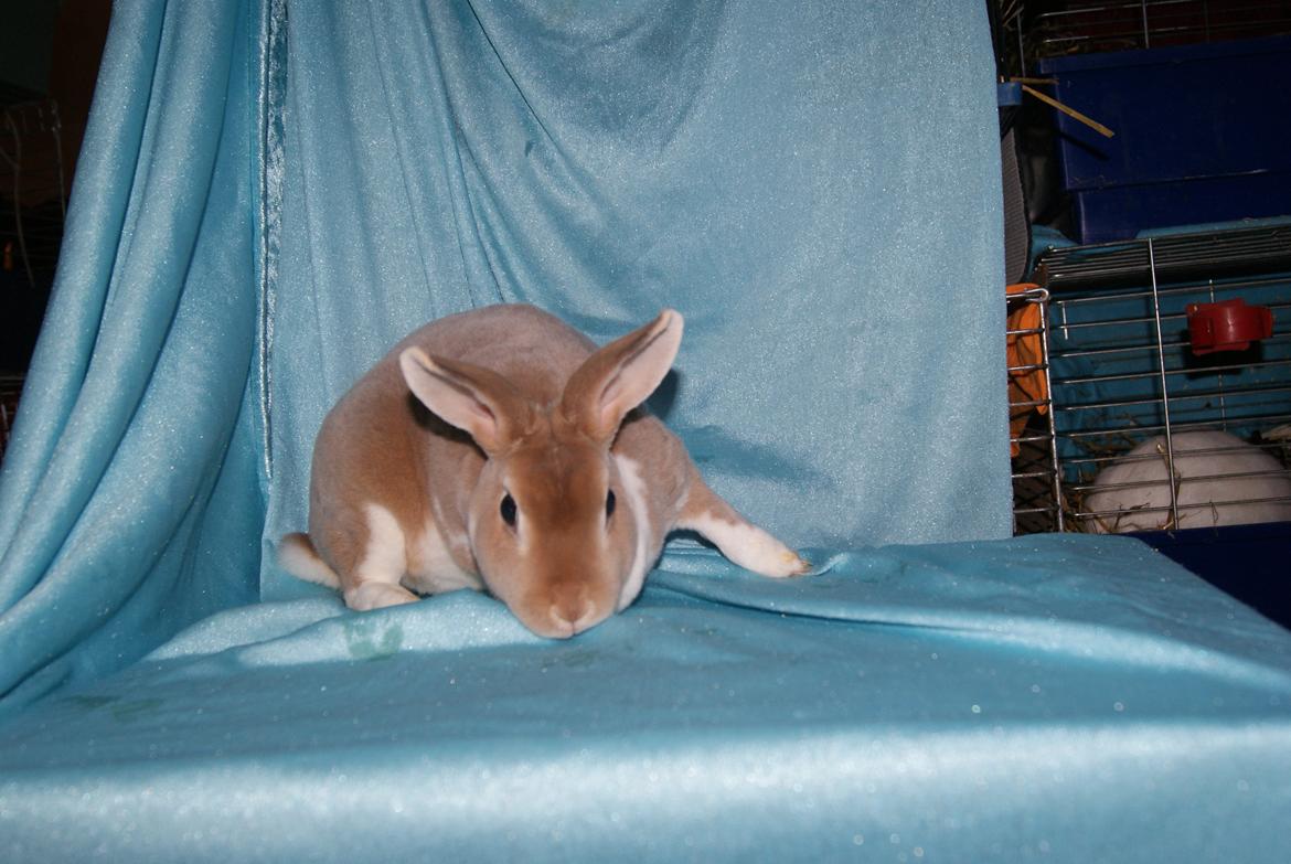 Kanin Luxen billede 2