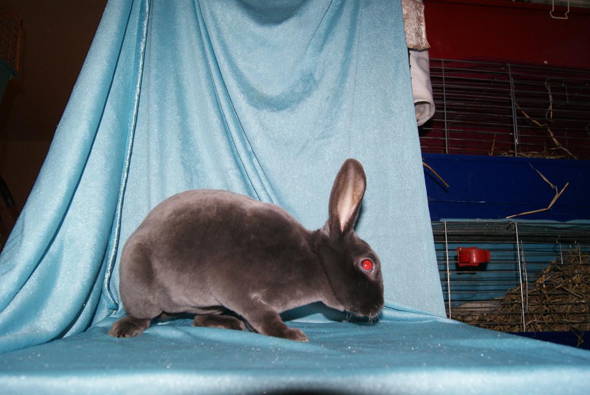 Kanin Bluebell billede 1