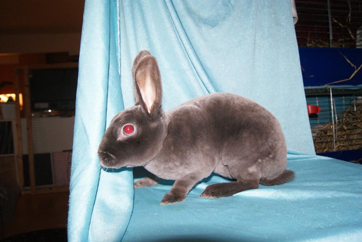 Kanin Bluebell billede 3