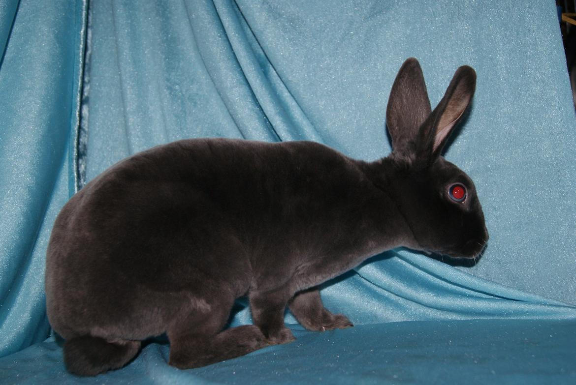 Kanin Bluebell billede 4