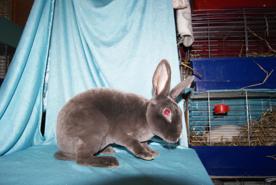 Kanin Bluebell billede 5