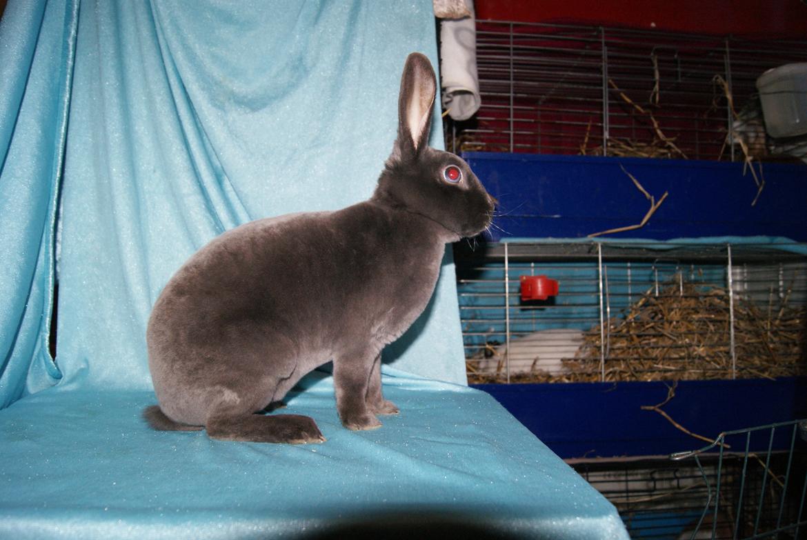 Kanin Bluebell billede 6