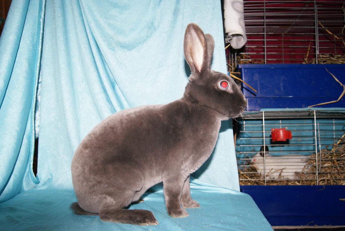 Kanin Bluebell billede 7