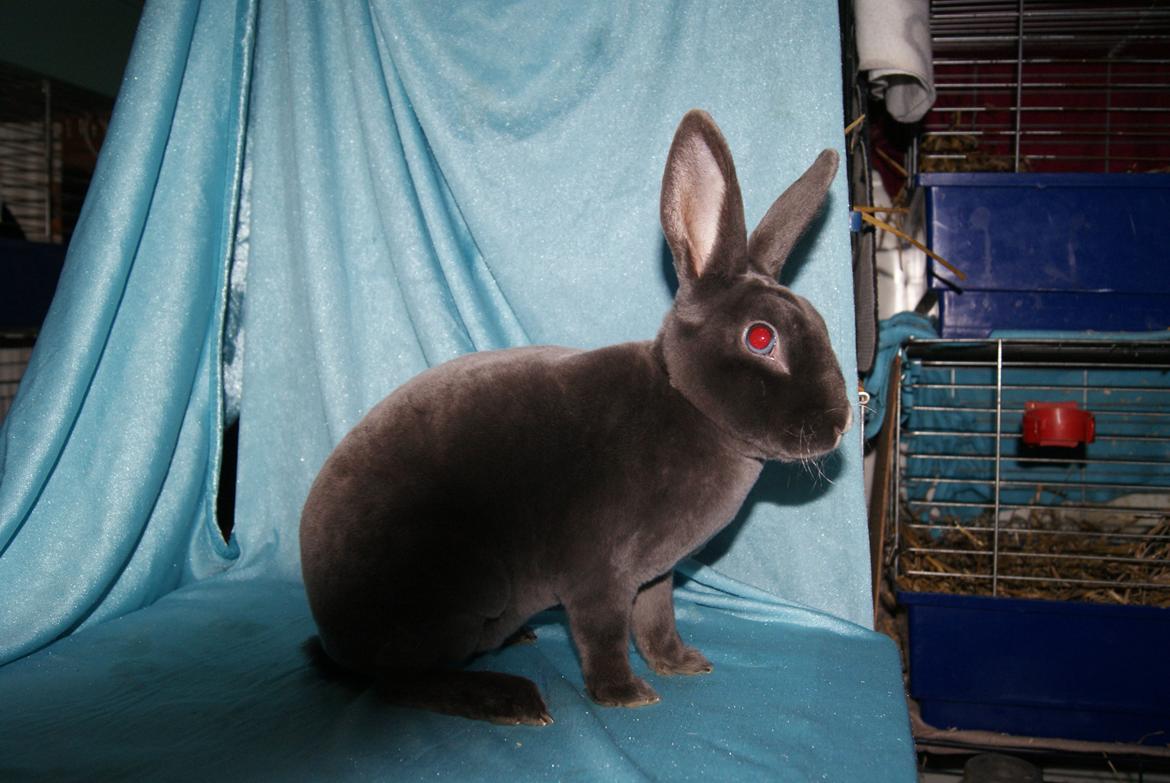 Kanin Bluebell billede 8