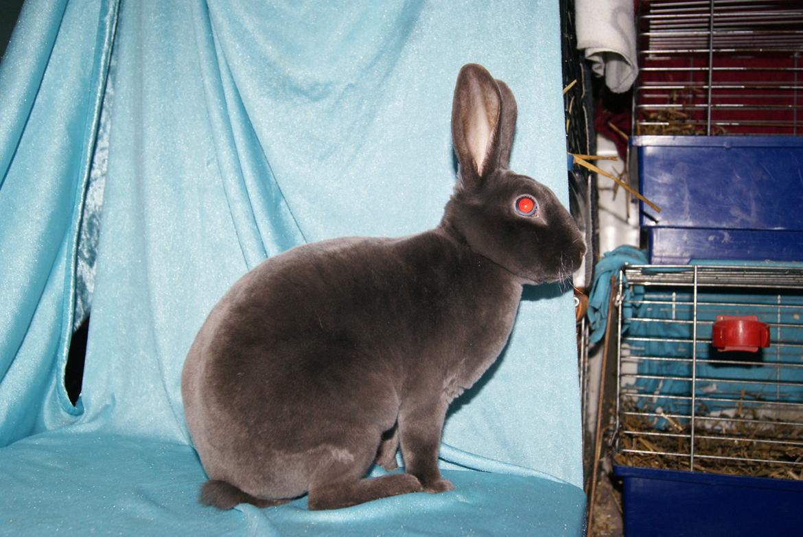 Kanin Bluebell billede 9