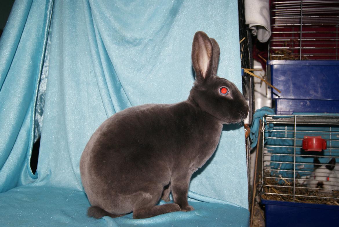 Kanin Bluebell billede 10