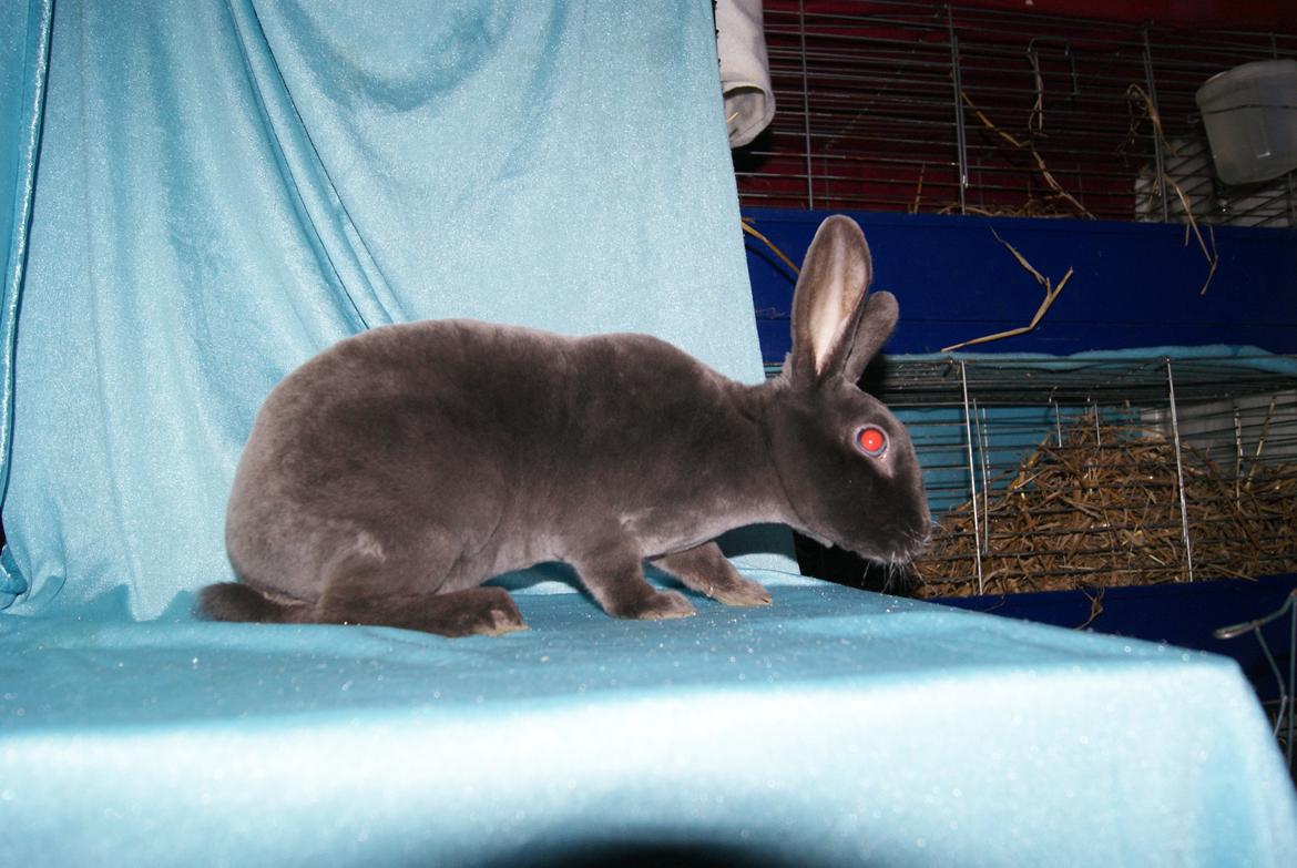 Kanin Bluebell billede 2