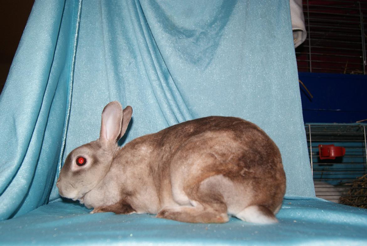 Kanin Sleepy Sweetheart billede 1