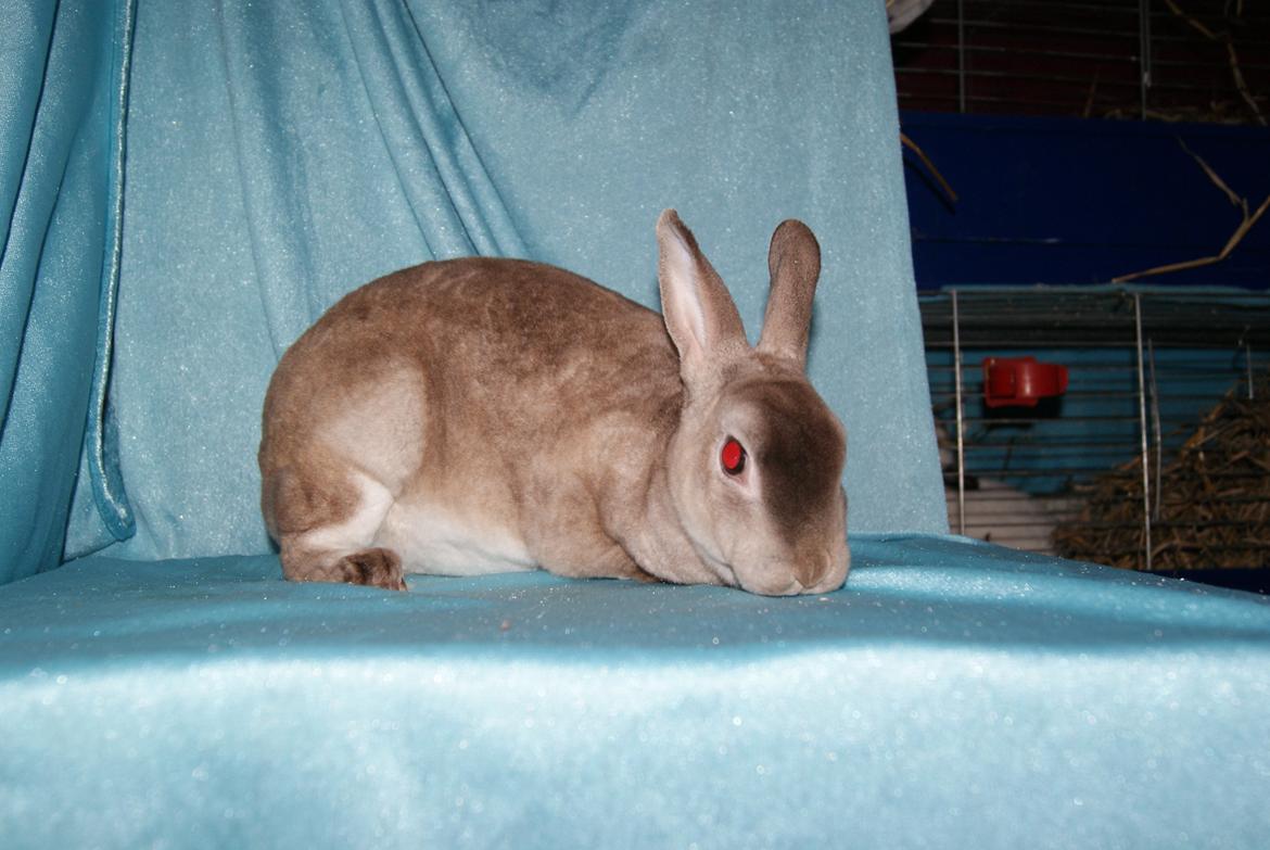 Kanin Sleepy Sweetheart billede 3