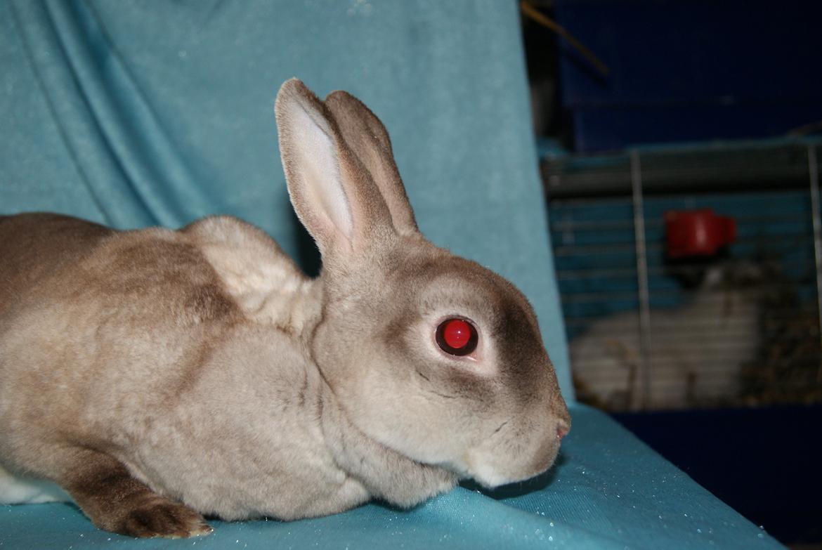 Kanin Sleepy Sweetheart billede 4