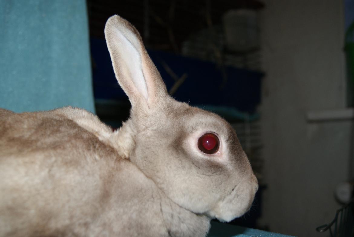 Kanin Sleepy Sweetheart billede 5