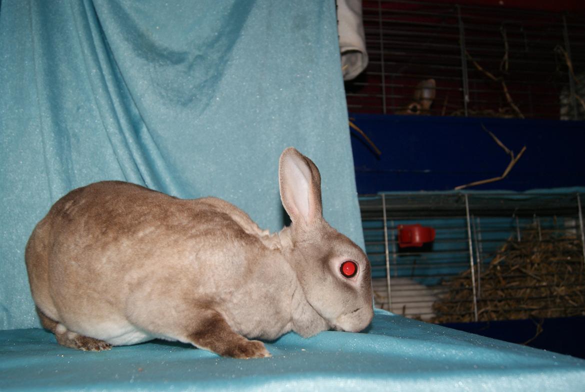 Kanin Sleepy Sweetheart billede 2