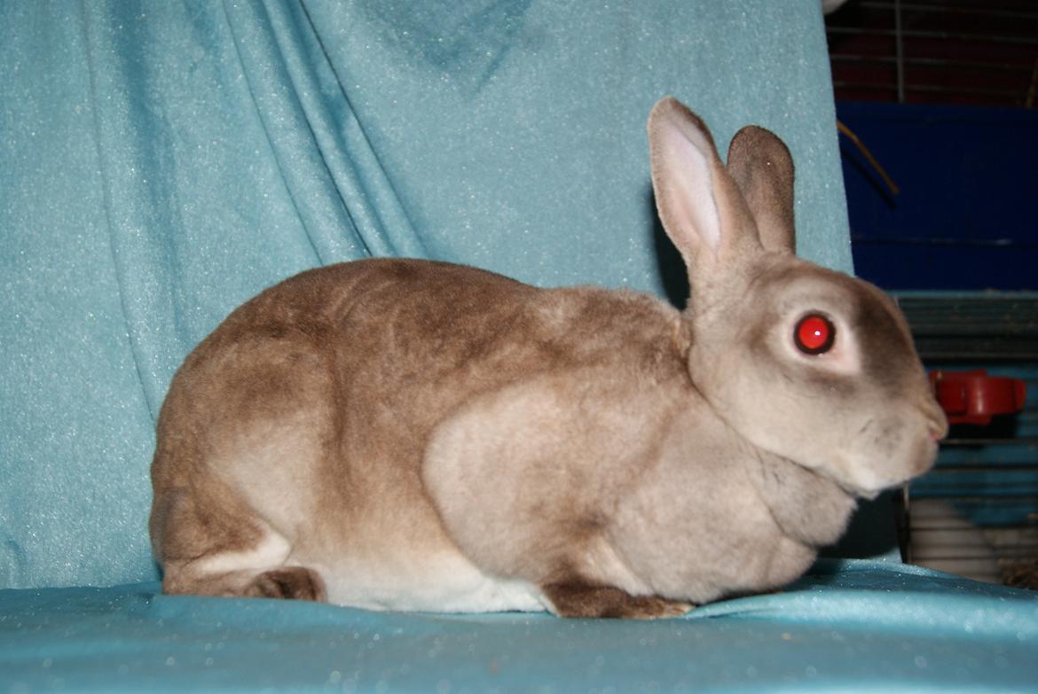 Kanin Sleepy Sweetheart billede 7