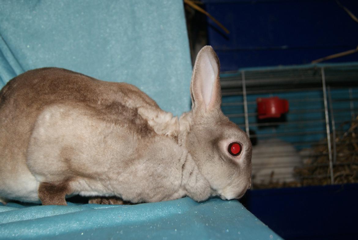 Kanin Sleepy Sweetheart billede 8