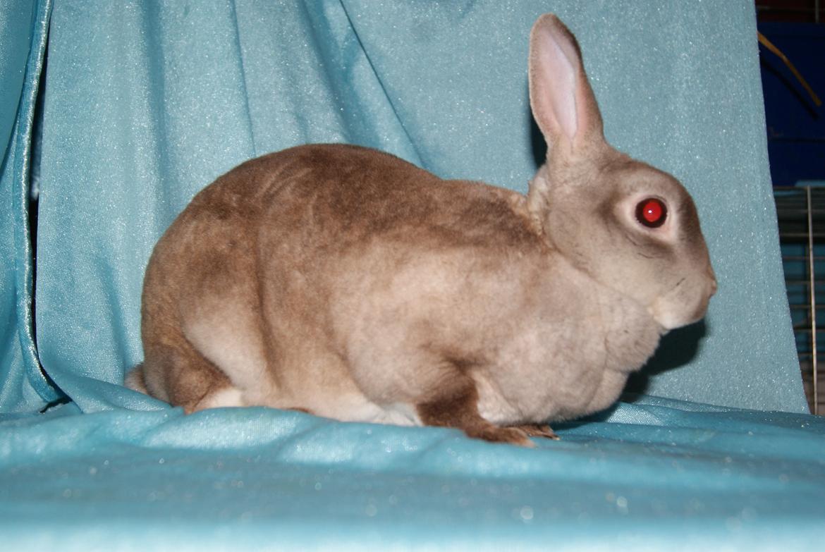 Kanin Sleepy Sweetheart billede 9