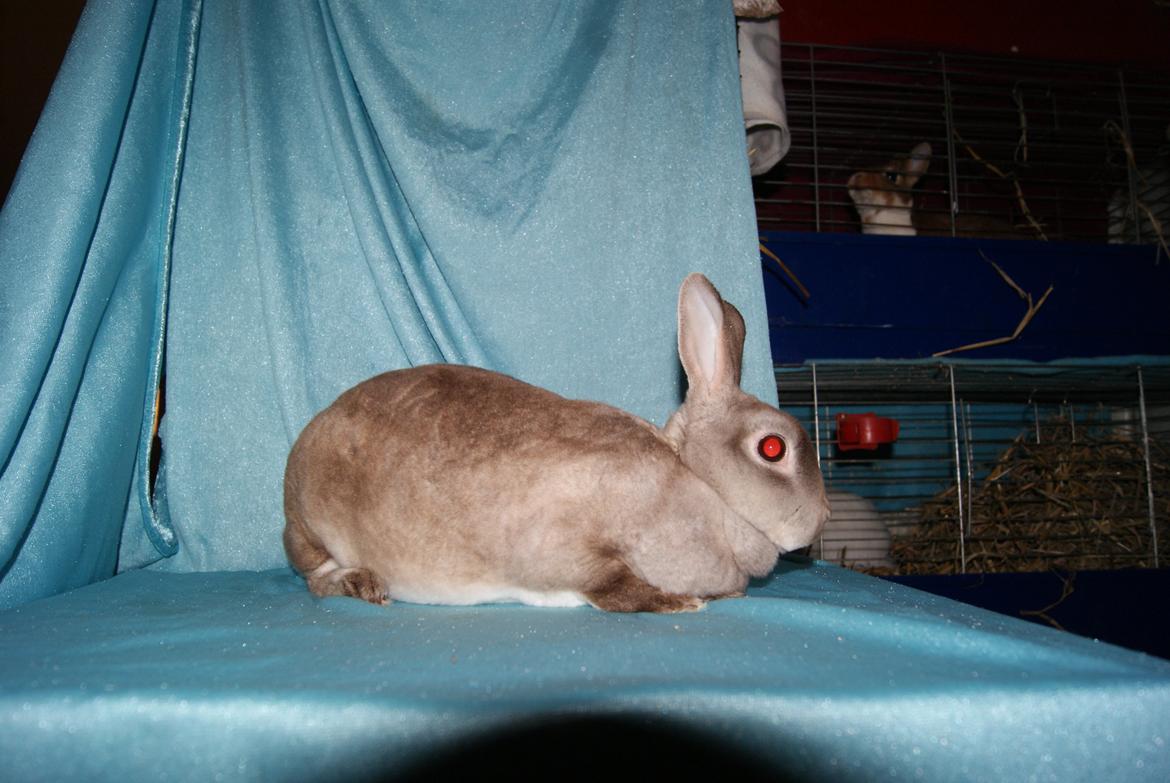 Kanin Sleepy Sweetheart billede 6