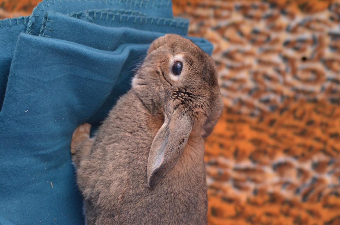 Kanin Stald Wittings Emil billede 6