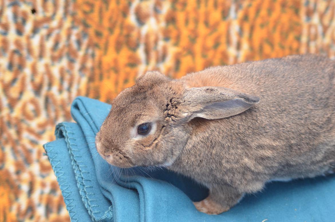 Kanin Stald Wittings Emil billede 7