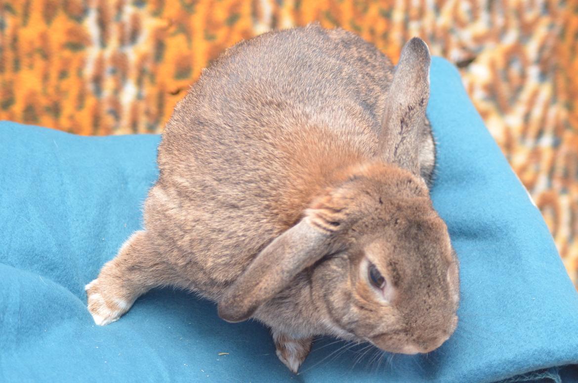 Kanin Stald Wittings Emil billede 8