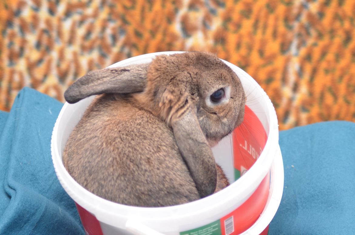 Kanin Stald Wittings Emil billede 9