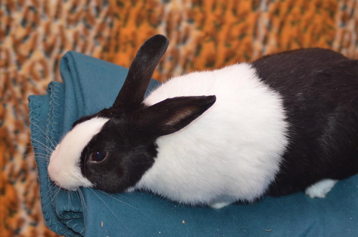 Kanin Stald witting Tarzan billede 7