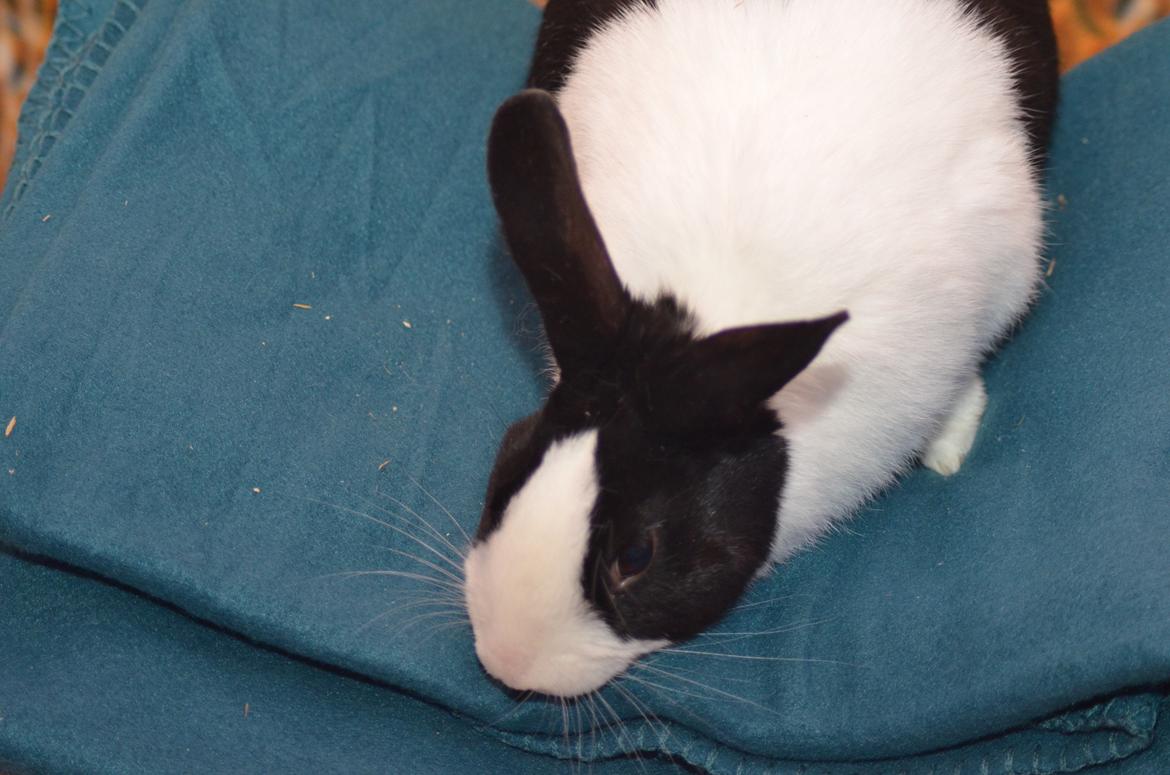 Kanin Stald witting Tarzan billede 8