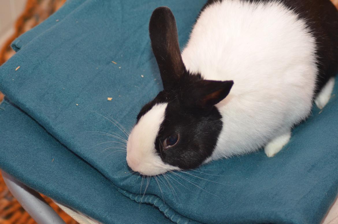 Kanin Stald witting Tarzan billede 9