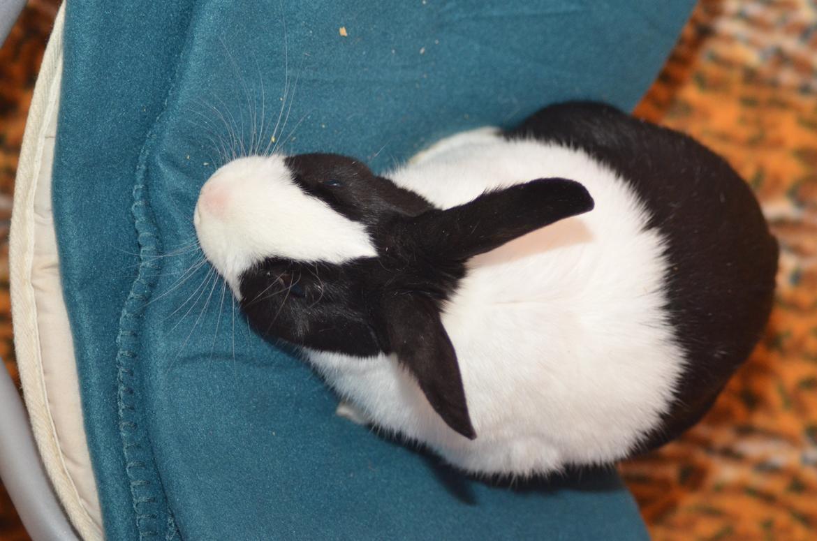 Kanin Stald witting Tarzan billede 10