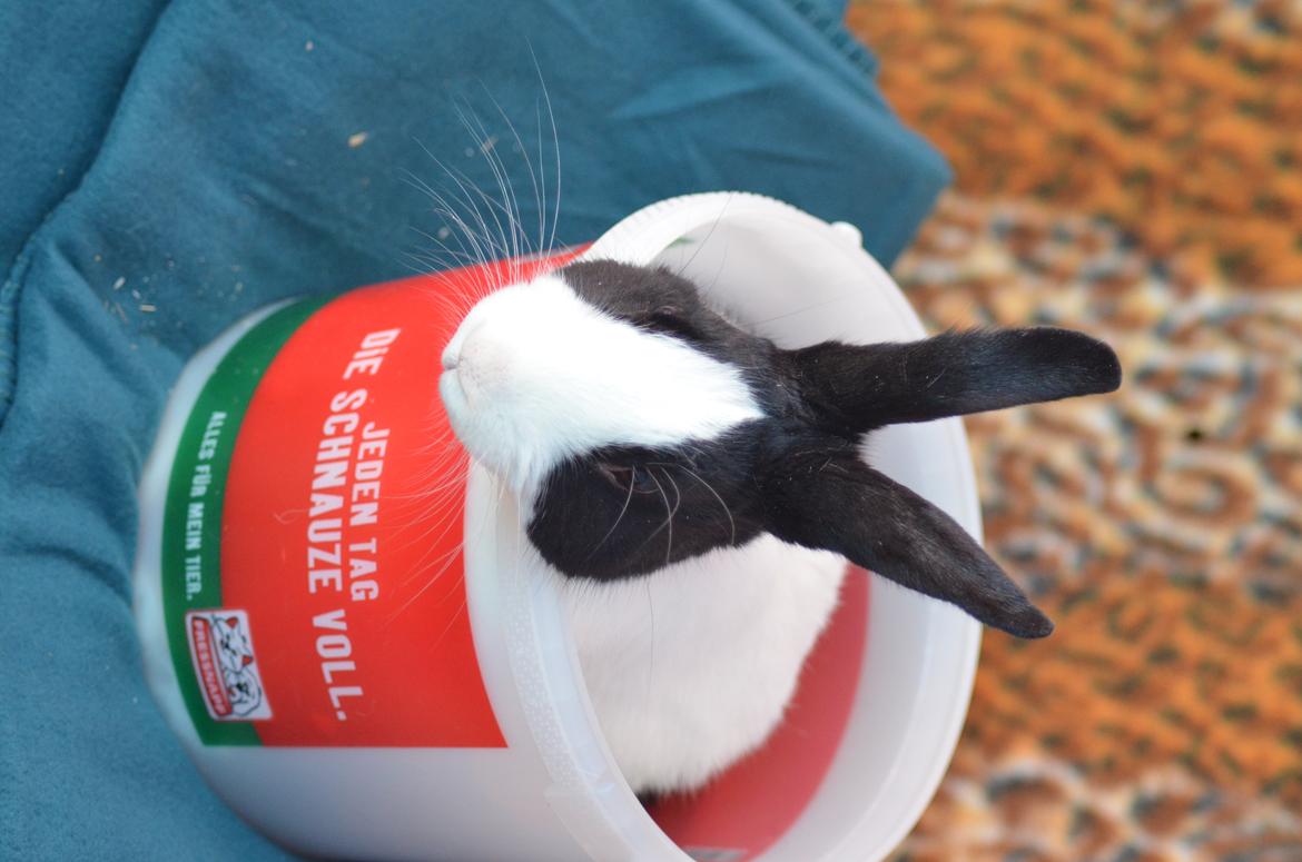 Kanin Stald witting Tarzan billede 11