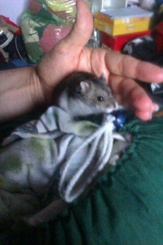 Dværghamster Brownie billede 8