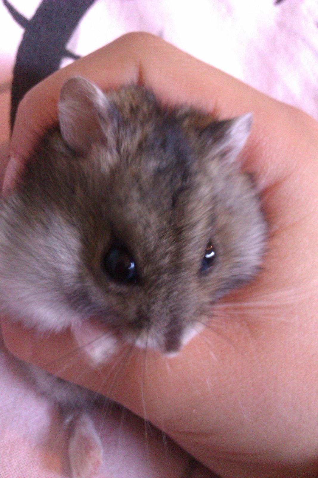 Dværghamster Brownie billede 1