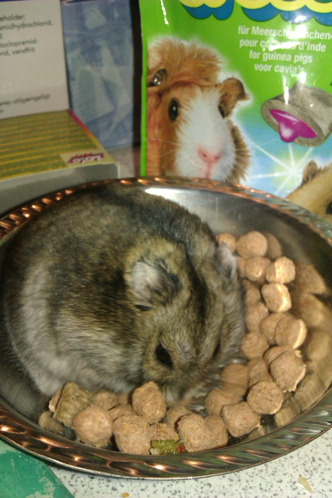 Dværghamster Brownie billede 3