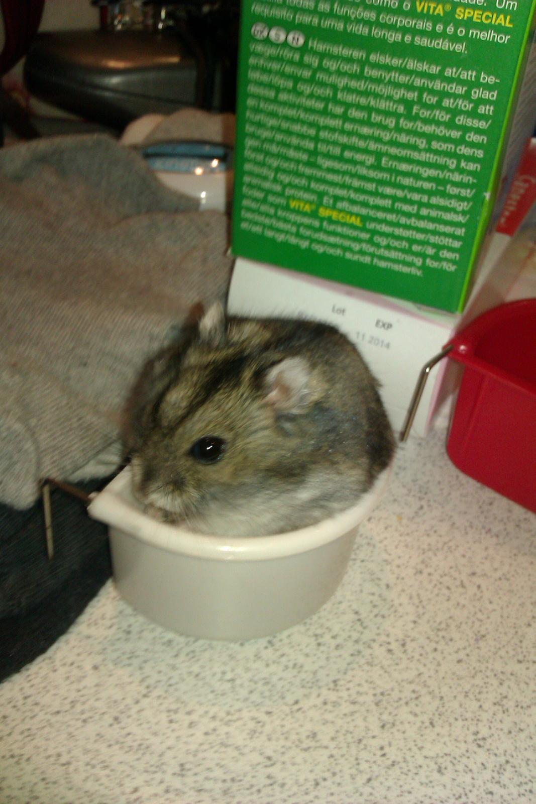 Dværghamster Brownie billede 4