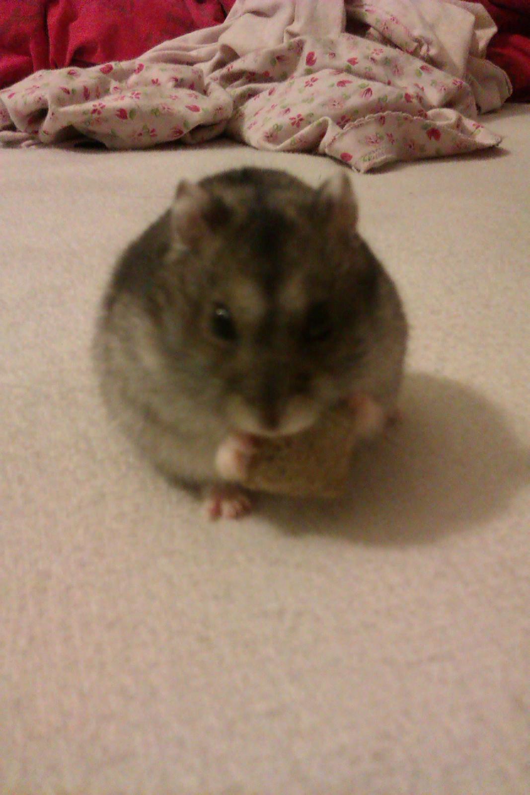 Dværghamster Brownie billede 5