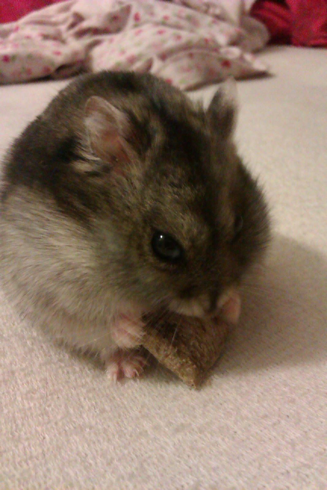 Dværghamster Brownie billede 6