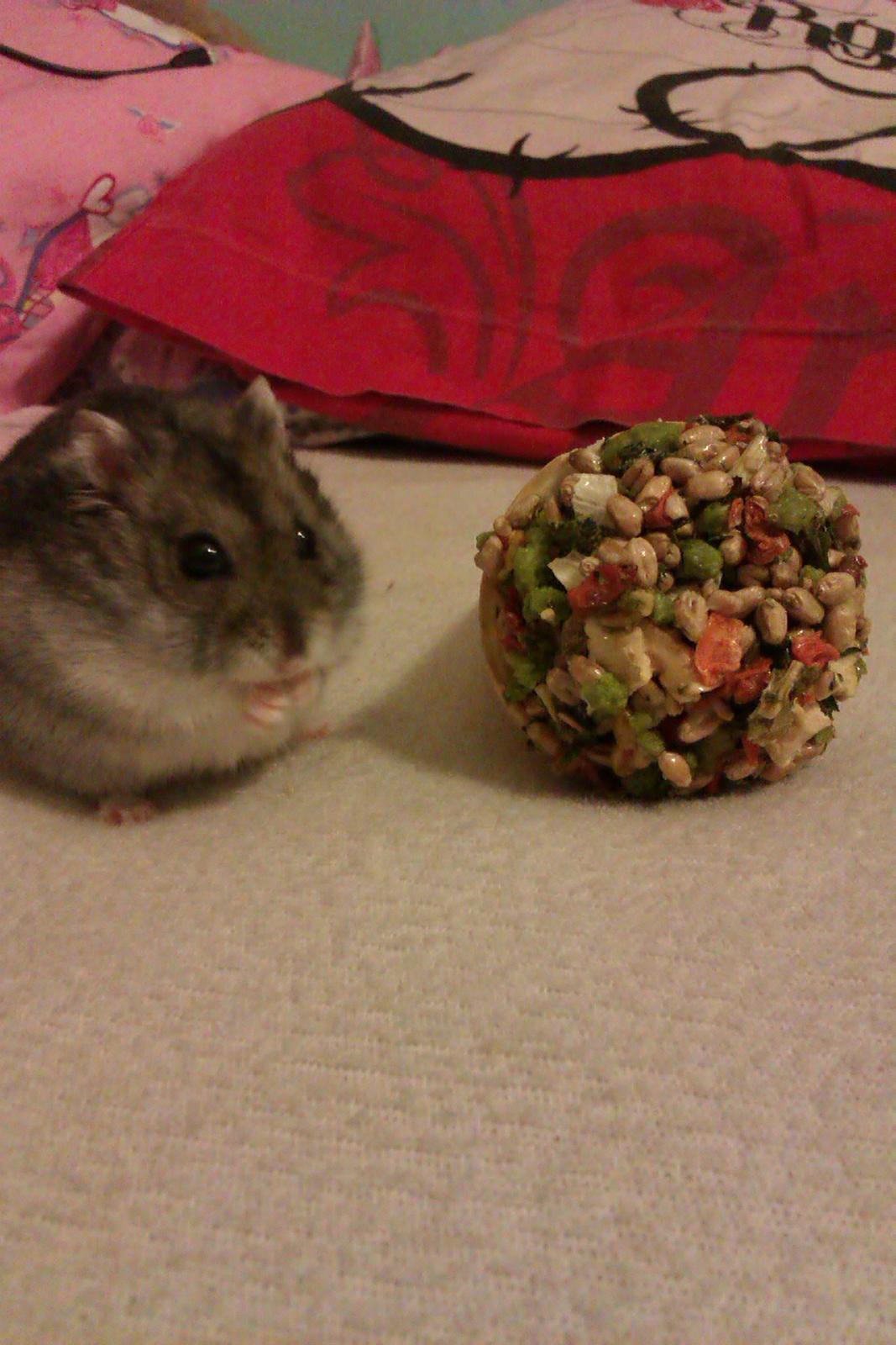 Dværghamster Brownie billede 7