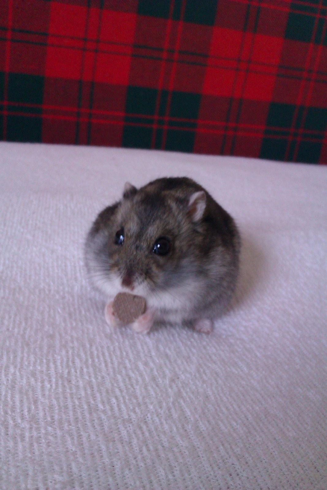 Dværghamster Brownie billede 2