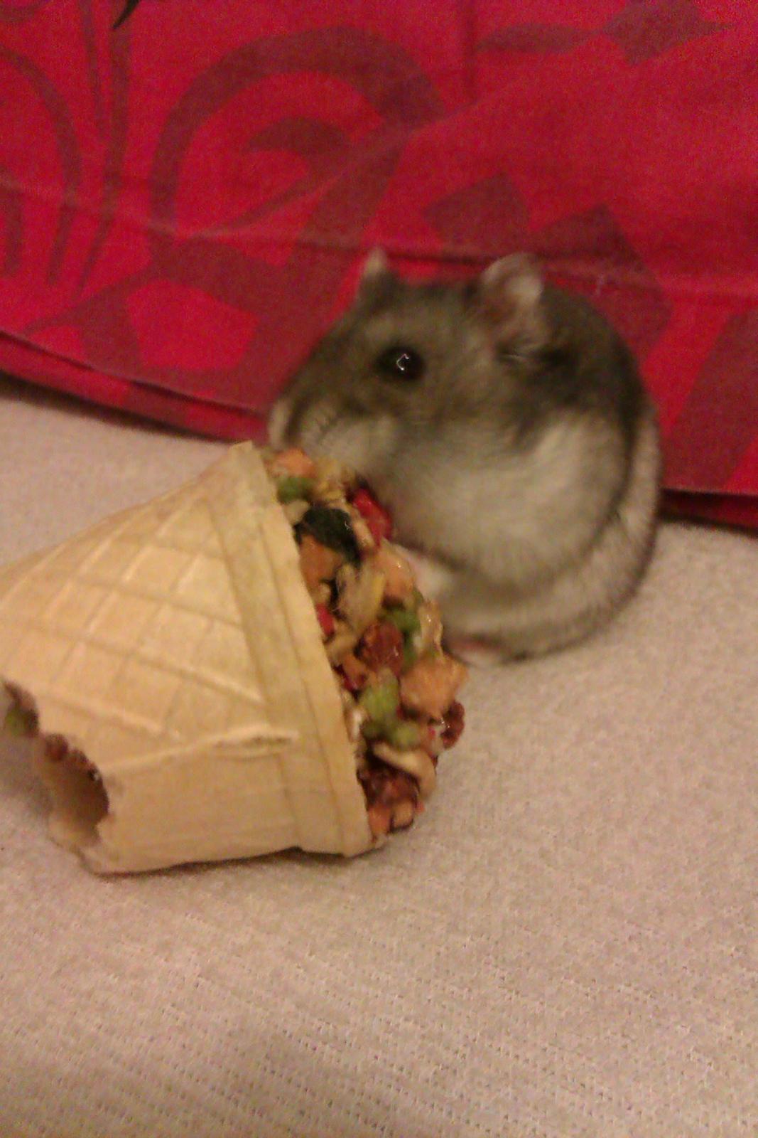 Dværghamster Brownie billede 10