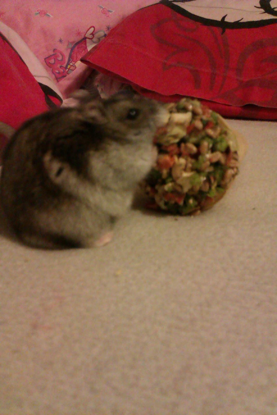 Dværghamster Brownie billede 9