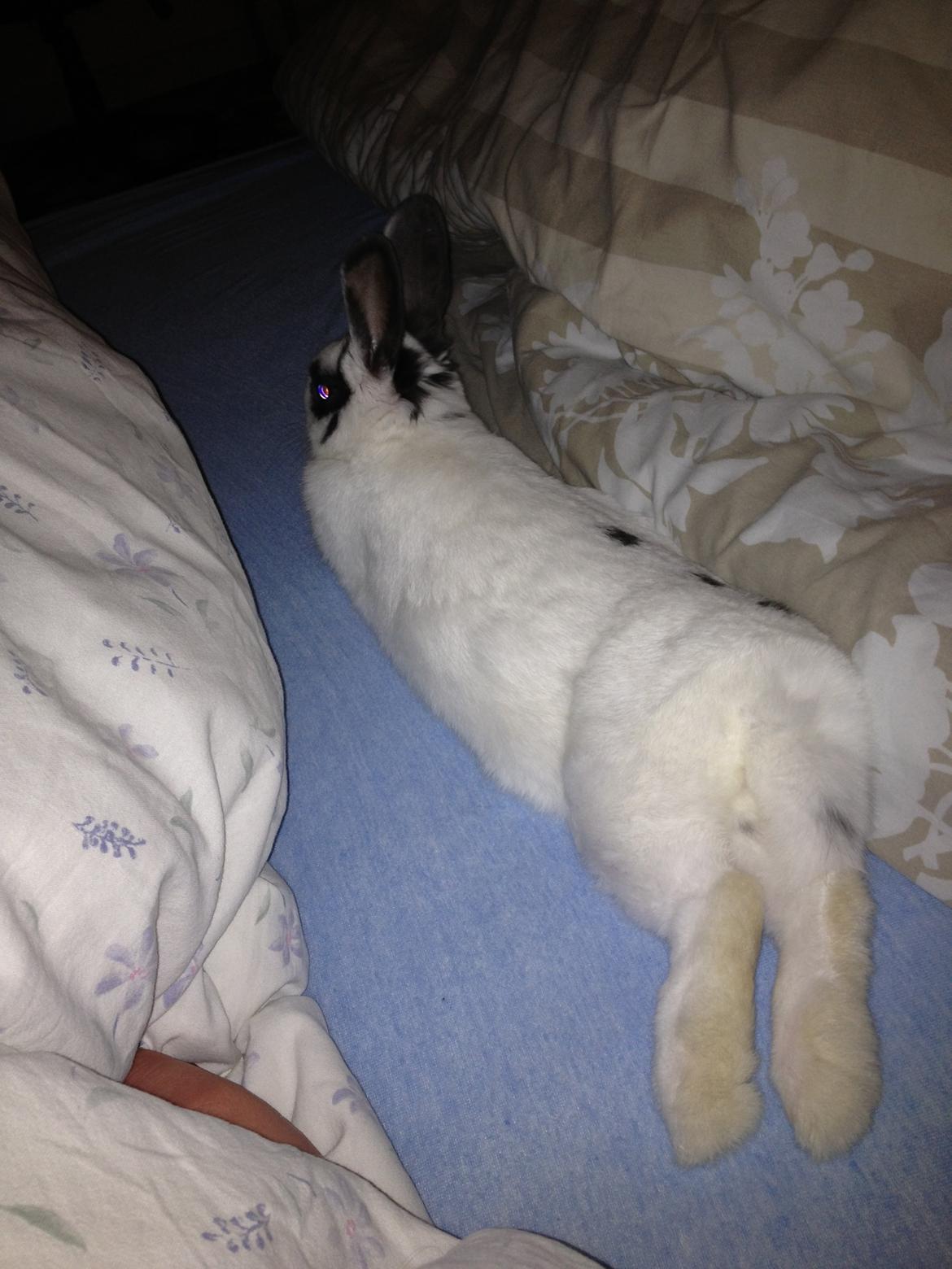 Kanin Ninus - Dejligt med en slapper :-) billede 3