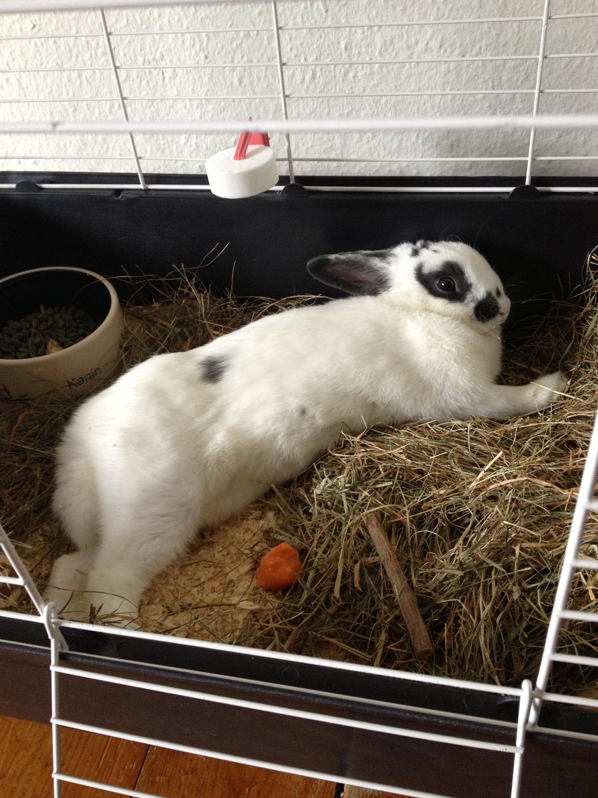 Kanin Ninus billede 4