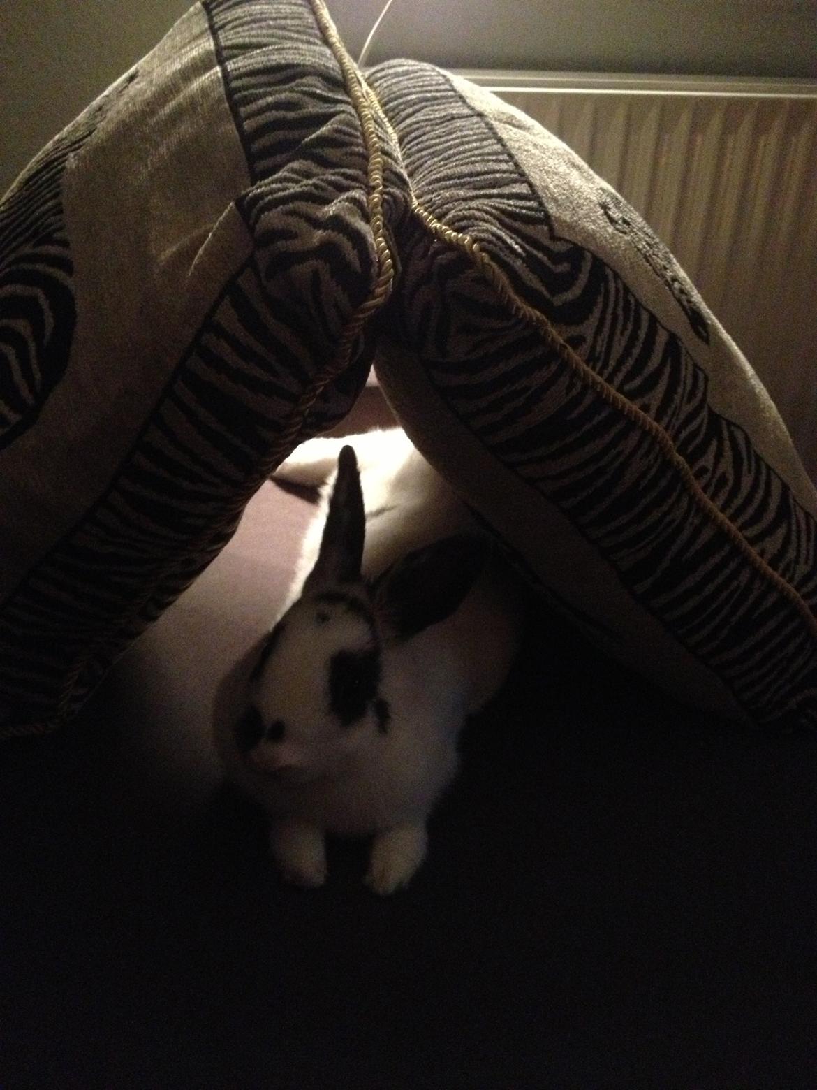 Kanin Ninus - Dejligt med en hule man kan putte sig i :-) billede 6