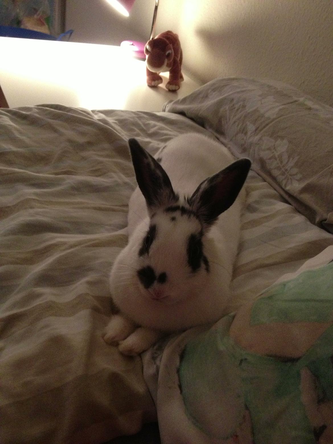 Kanin Ninus - Jeg putter lige igen :-) billede 7