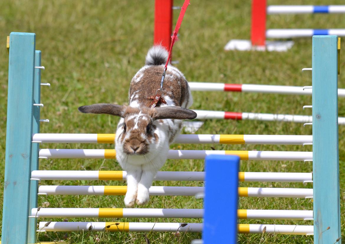 Kanin Kastaniegårds Kanina billede 1