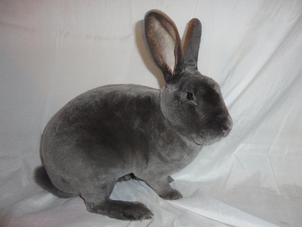 Kanin Kilarto *blå rex* 93,5p billede 28