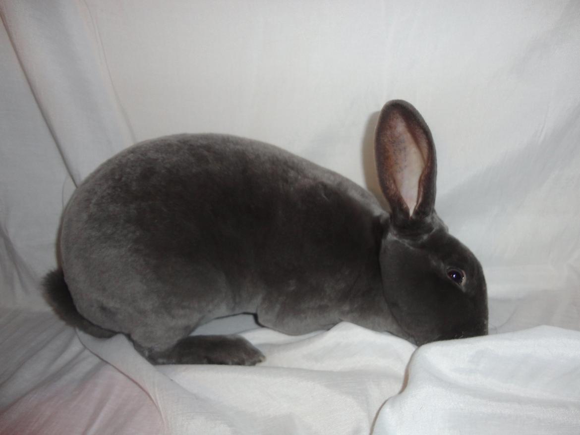 Kanin Kilarto *blå rex* 93,5p billede 41