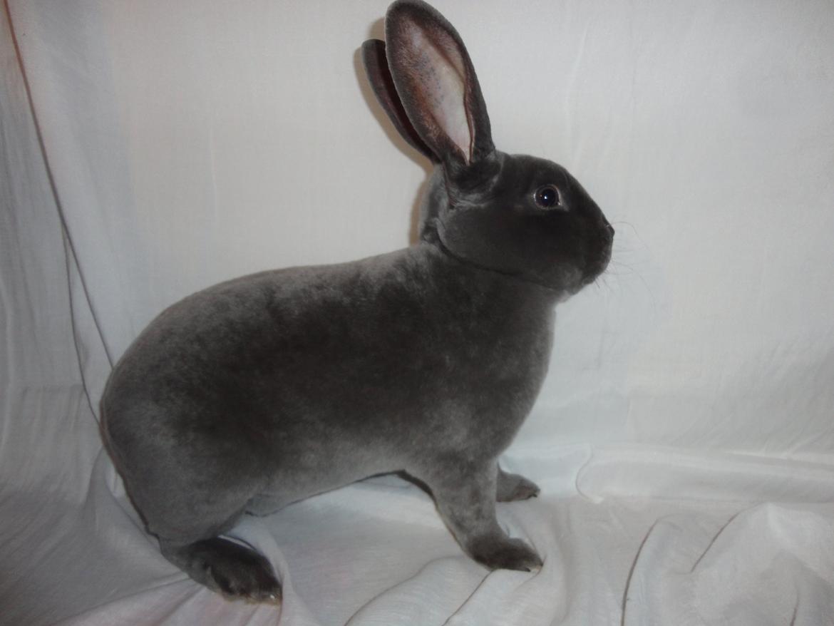 Kanin Kilarto *blå rex* 93,5p billede 42