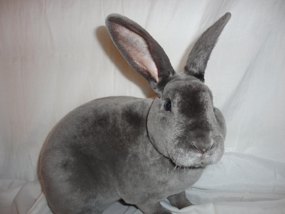 Kanin Kilarto *blå rex* 93,5p billede 43