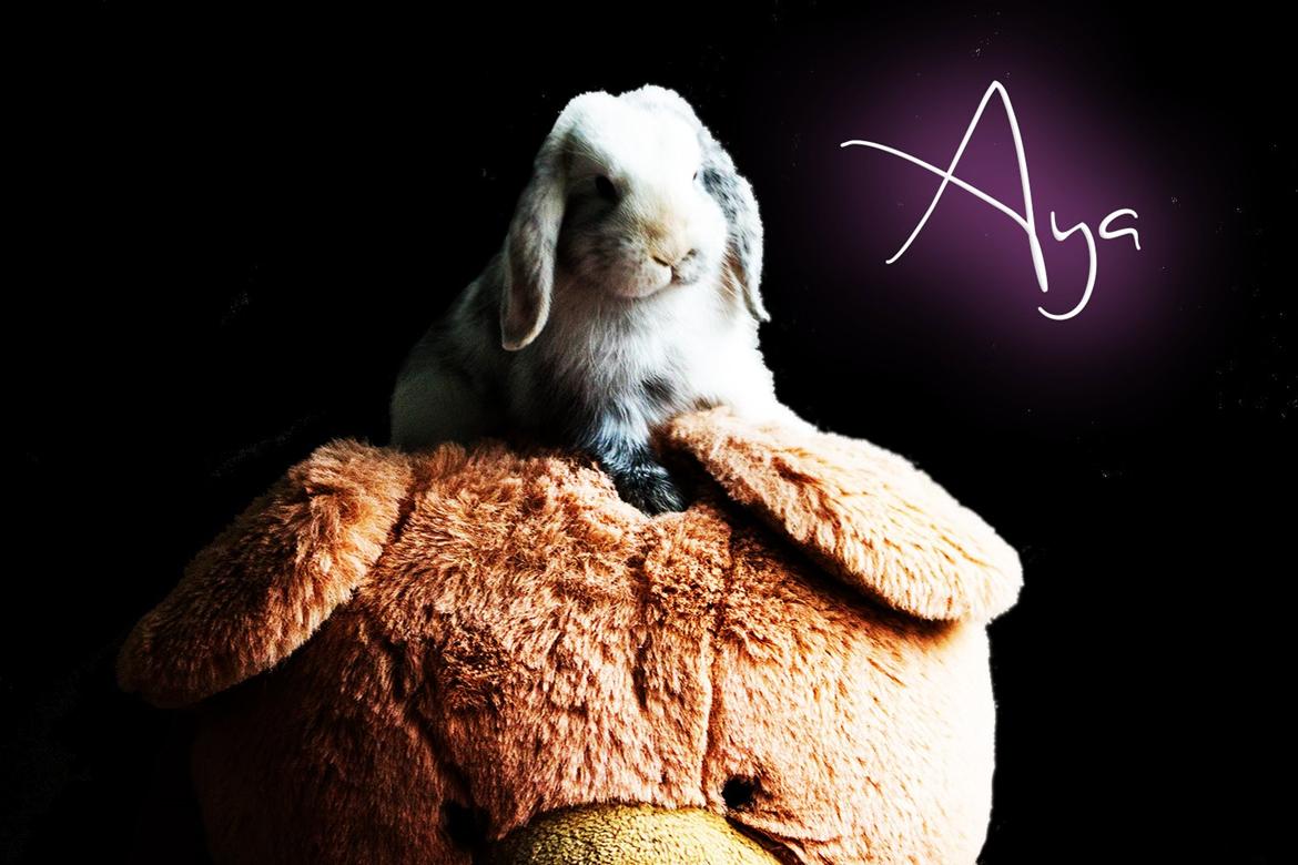 Kanin Vindeholme's Aya - Smukke Aya, 11 uger gammel. billede 1