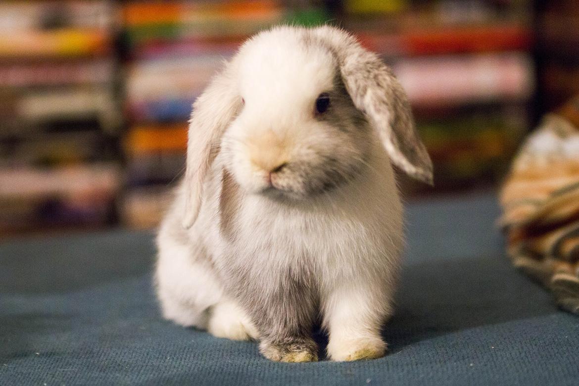 Kanin Vindeholme's Aya - Aya 11 uger. billede 4